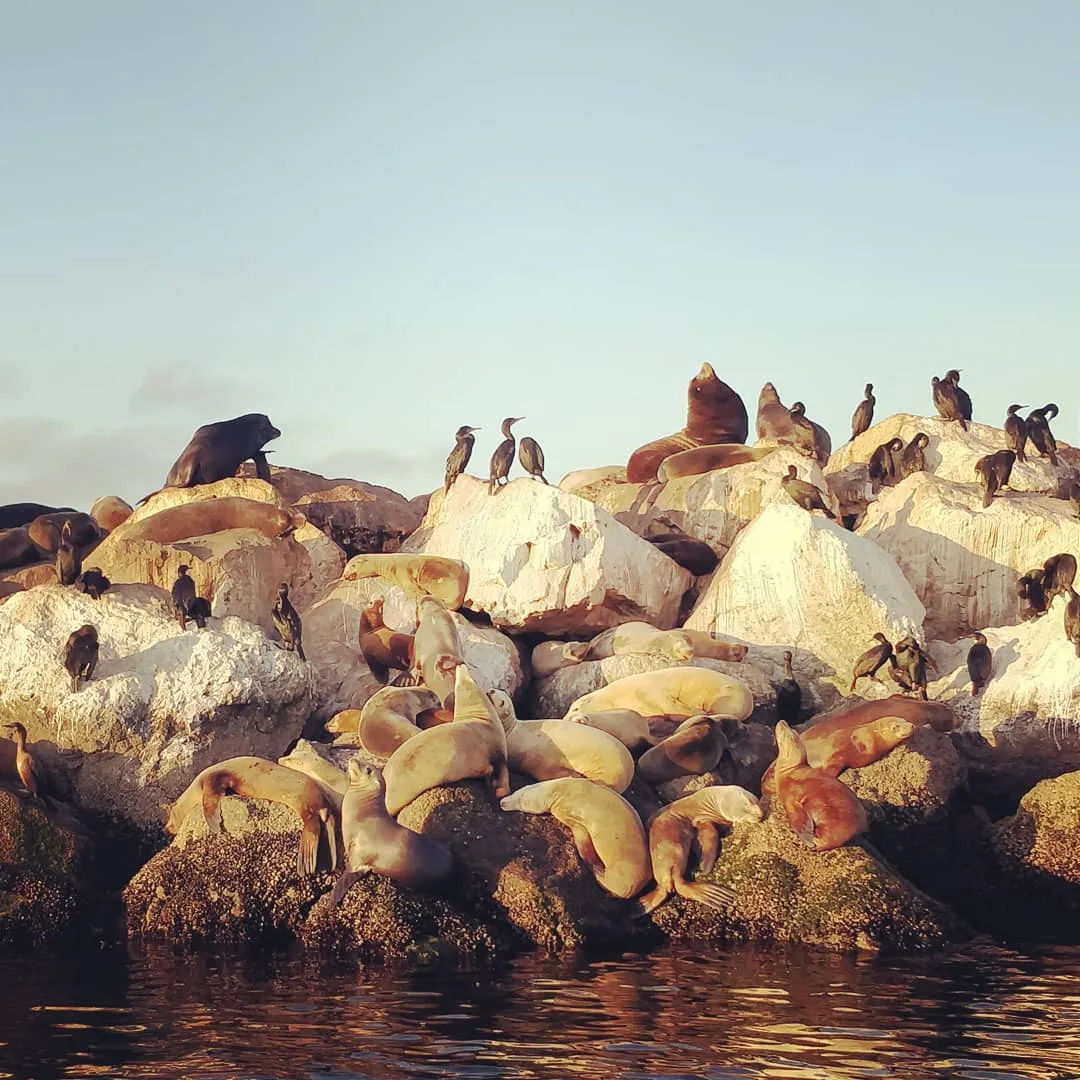 The #sealion is my spirit animal. It loves basking in the sun - lying around on its back all day, scratching its body, emitting loud grunting sounds for no reason, and swatting at 