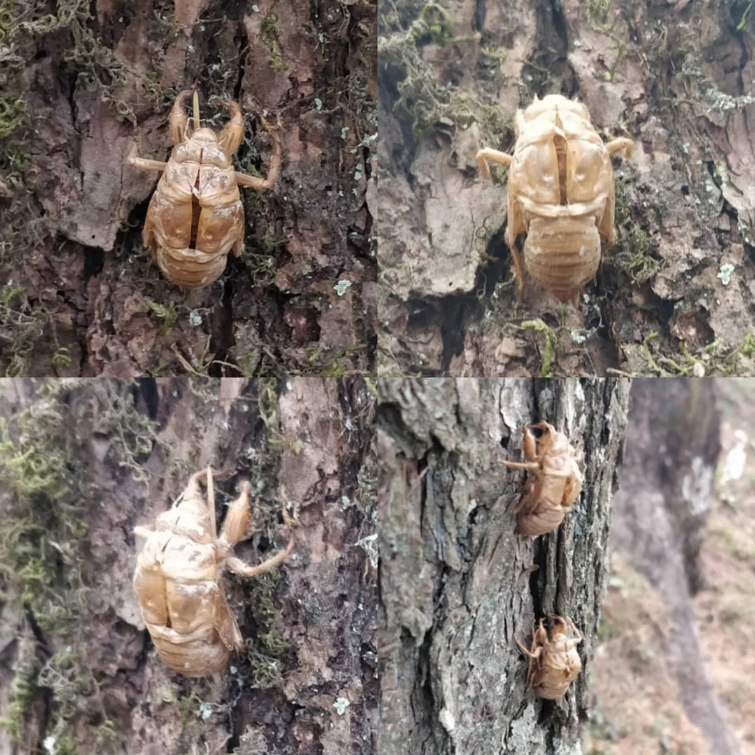 These #insects made the kids #jump. Even though they are sitting perfectly still. They're a little more than an inch in length.