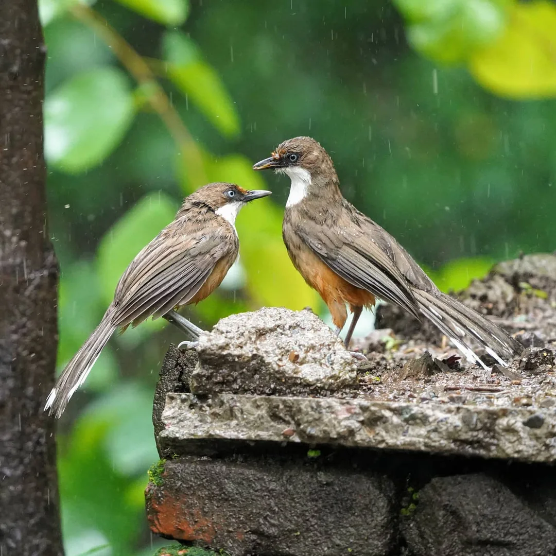 Ei! Freddie! Are we doing this or what?

See boss, the thing is, it's the little one's birthday today, and I don't wanna get home all wet and mottled.