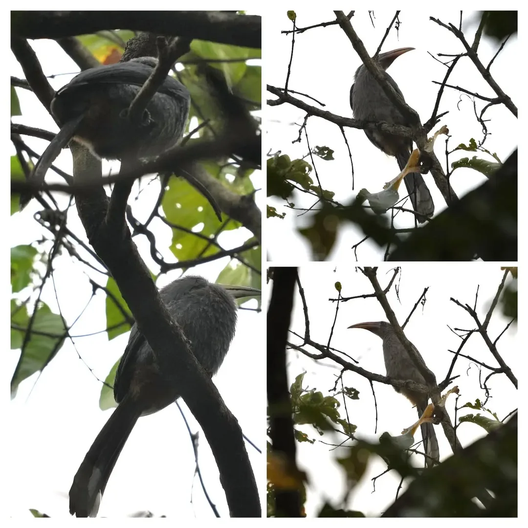 This pair of Malabar Hornbills was way up in the trees, well hidden. And it was a cloudy morning. Hence I've had to do some post to bring out the details of the pics.

#birdsofindi
