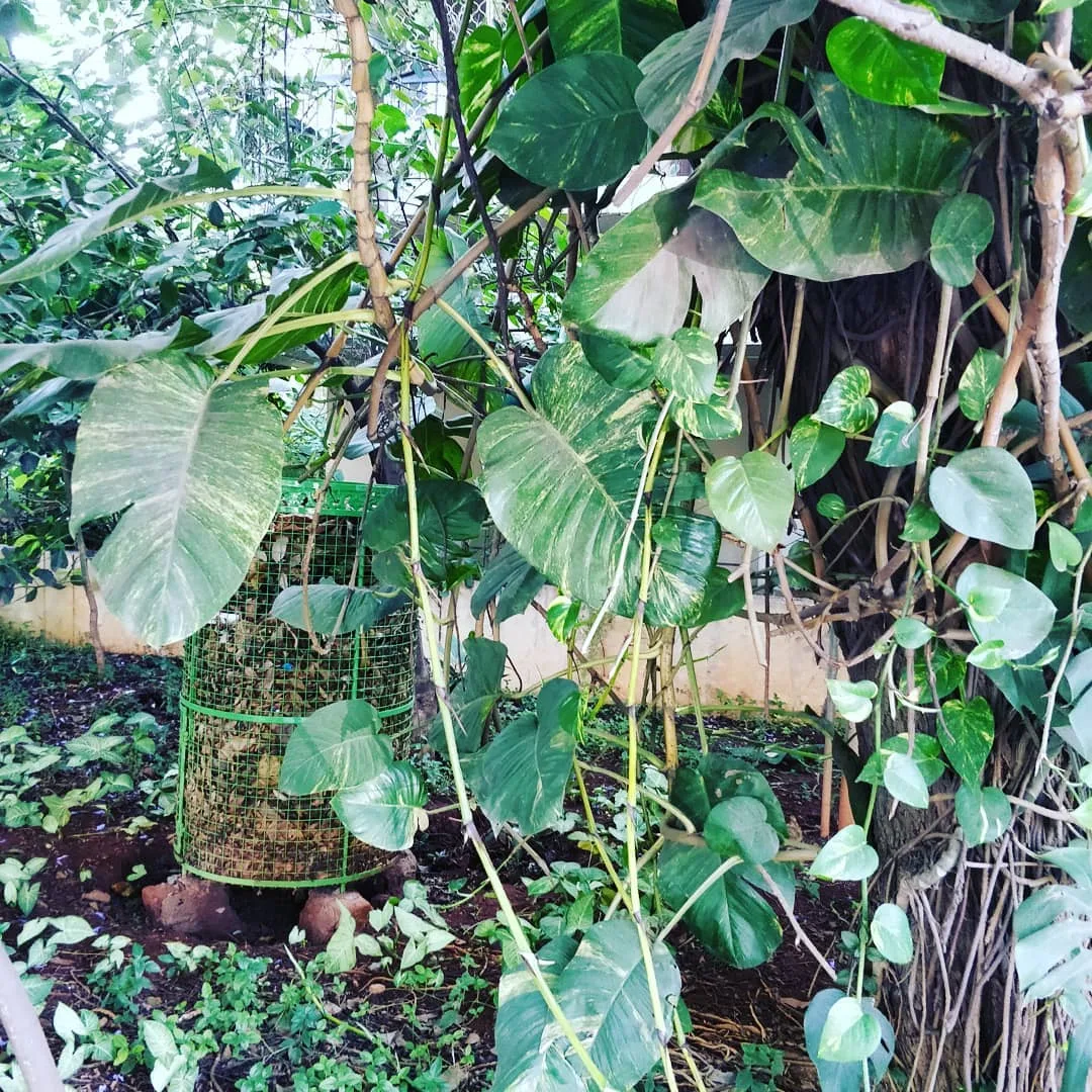 As I ambled about Jayanagar after a very satisfying round of sundaes at Corner House, I saw these.

Monster money plant gonna get you tonight.