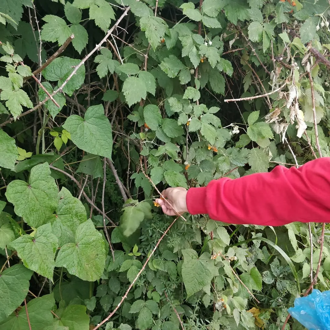 Our #guide is feeding us #wild #berries. They are amazingly #delicious.

The #rain has stopped and the #sun is out. Photos are brighter now.