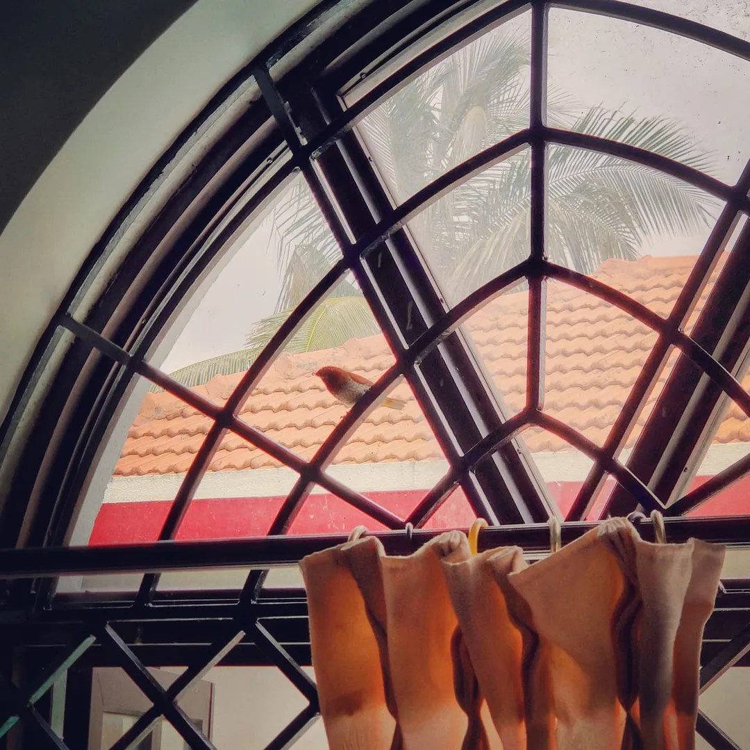 When we were young, sparrows would visit our home near Yusuf Sarai in Delhi. We'd have to rush and open the French windows of the house, and turn off the ceiling fans to protect th