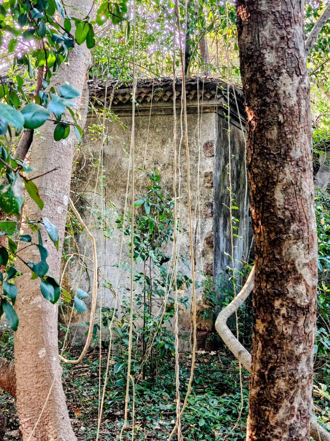 Nature is reclaiming so many old Goan houses.