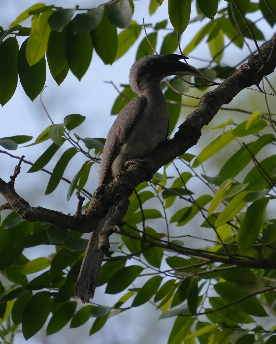 Wait patiently as this #bird slowly reveals itself to you. The Indian Gray #Hornbill. I don't know why some people find it an ugly bird. I don't. Do you?