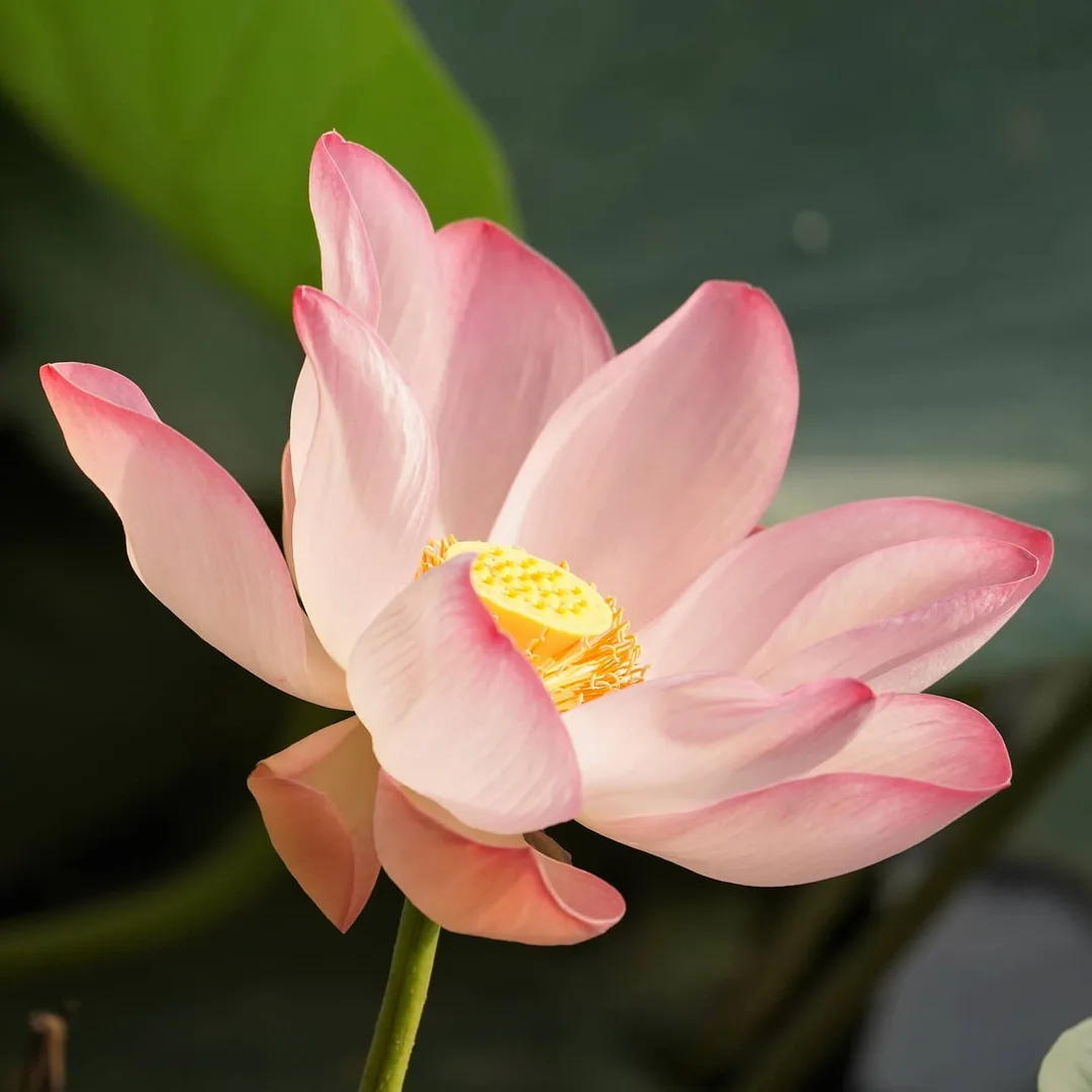 What the Lotus Pond in Gurgaon is famous for...