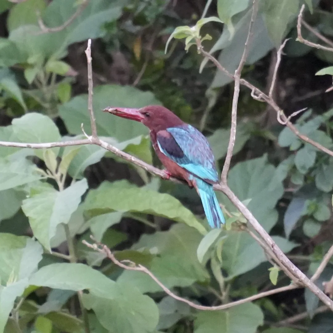 Good old White-throated #Kingfisher. Travel all the way to #Rishikesh but find the same old Kingfisher that I see in the cities also. So many Kingfishers in India (https://www.natu
