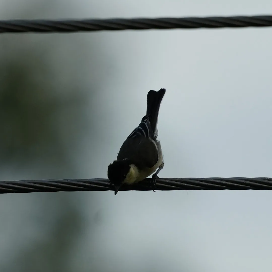 An Indian Yellow Tit performing an electrical inspection in the #evening light.

And an Indian White Eye observing the Tit with consternation, from a safe distance.

The White Eye 