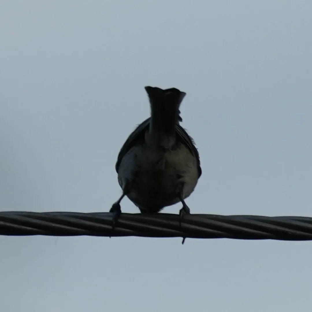 An Indian Yellow Tit performing an electrical inspection in the #evening light.

And an Indian White Eye observing the Tit with consternation, from a safe distance.

The White Eye 