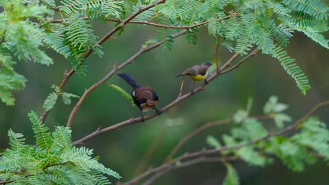"Sharing is caring". "No, you're the wrong species, dimwit. Birds of a feather flock together. Look at yours and look at