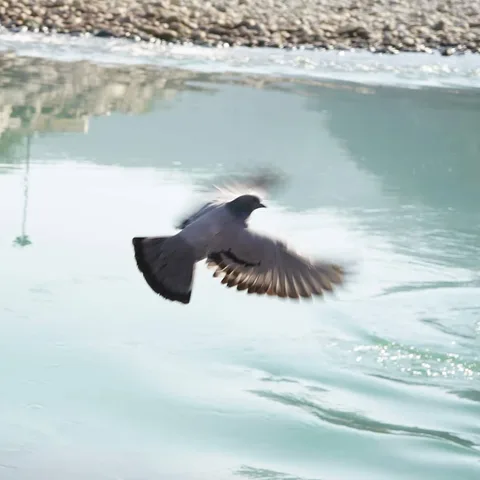 A bird flits across the newly born Ganga

#uttarakhand #uttarakhandheaven #bird #travel #photo #nature #wanderlust #wild
