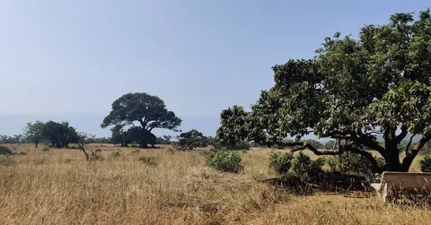 Our forest guide told us that the forest is walking into what were earlier farms. It is slowly reclaiming land at its ed