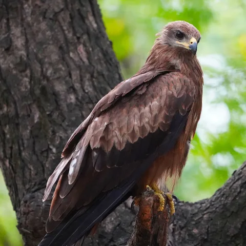 Black Kite. चील। This one was really close - so close that I had trouble taking a picture.

It was scavenging from a gar