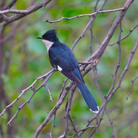 Would you mind if I posted another couple of pics of the Jacobin Cuckoo. This is the first time I've seen this bird and 