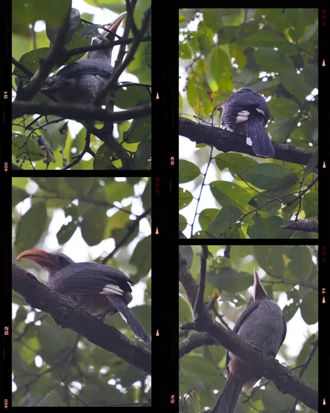 In January we went camping in Dandeli. There we met the Grey Malabar Hornbill, a.k.a. dhanesh, gobre vaayre or kaldal ha