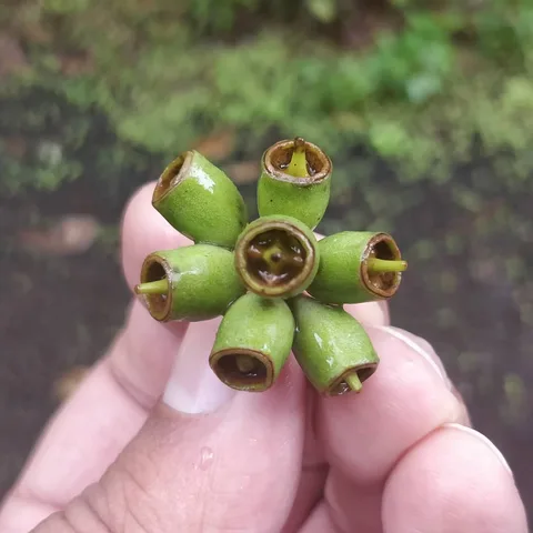 Me: This is a pod. All the ingredients of life are within this pod. Everything life needs to sprout again. A tree packag