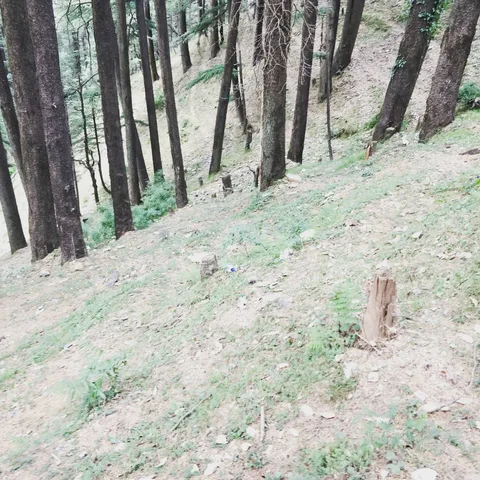 The #hills of #Kufri are full of #trash, #tree #stumps, #people and #cars. Sad.

The #drive and the #road are amazing, j