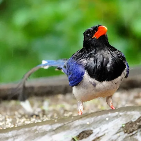 Excuse me while I puff up my chest to thwart any other birds trying to get at this buffet.

The Red-billed Blue Magpie, 