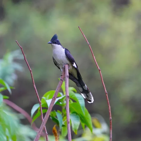 The Jacobin Cuckoo. In India it is considered to be the harbinger of rain. Indeed it had rained in Gurgaon the night bef