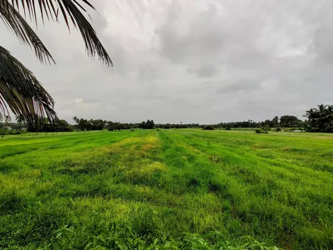 #Goa is so fabulously #green in the #rains. The phone camera just does not do justice in these low light conditions. The