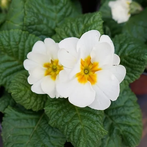 #Destressing in the middle of a busy day with #beautiful #memories of #flowers.

#flower #flores #macro #floral #flowers