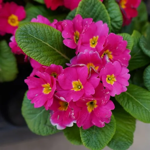 #Destressing in the middle of a busy day with #beautiful #memories of #flowers.

#flower #flores #macro #floral #flowers
