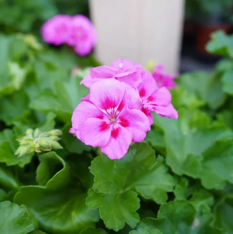 #Destressing in the middle of a busy day with #beautiful #memories of #flowers.

#flower #flores #macro #floral #flowers
