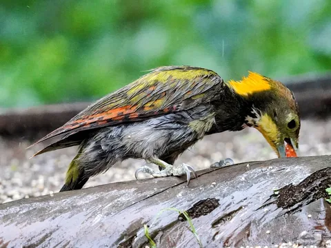 See, bite, gobble.

These pictures of the lesser yellowpane were taken at what is called a "hide". After all the traipsi