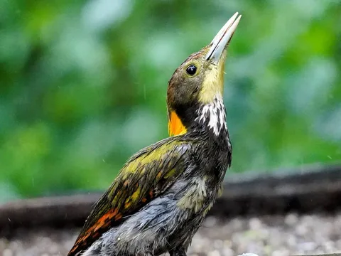 See, bite, gobble.

These pictures of the lesser yellowpane were taken at what is called a "hide". After all the traipsi