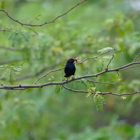 "I have the goods. In my mouth."

This Indian Robin flitted about for a very long time, from branch to branch, tree to t