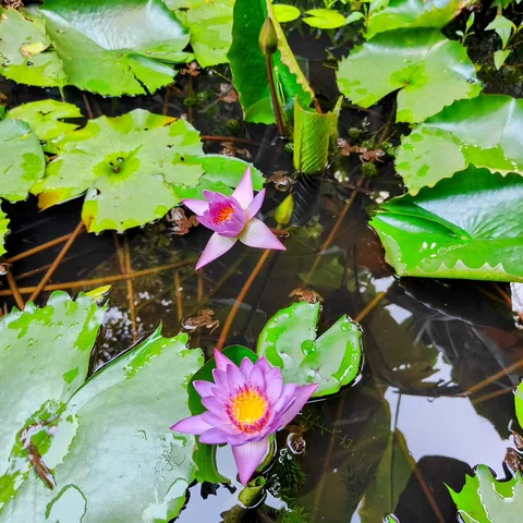 Oh #Goa, you #beauty. Water lilies in a #lily #pond. Don't miss all the froggies behind the lilies.

#waterlily #frog #j