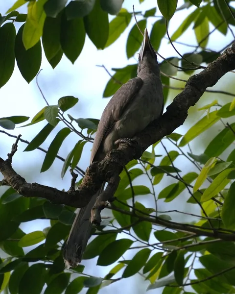 Wait patiently as this #bird slowly reveals itself to you. The Indian Gray #Hornbill. I don't know why some people find 