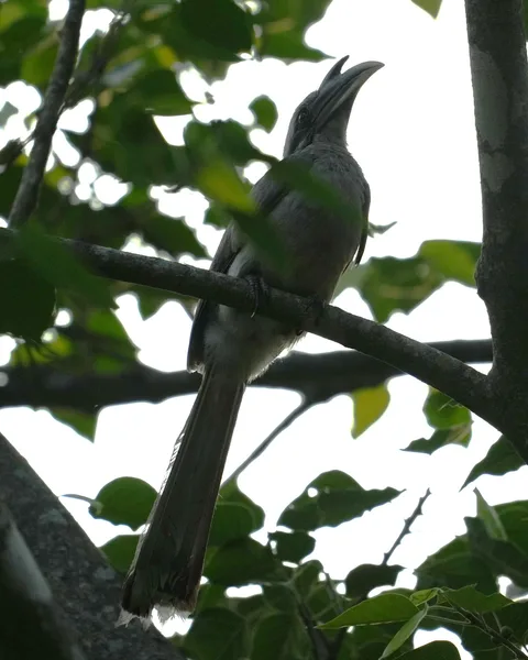 Wait patiently as this #bird slowly reveals itself to you. The Indian Gray #Hornbill. I don't know why some people find 