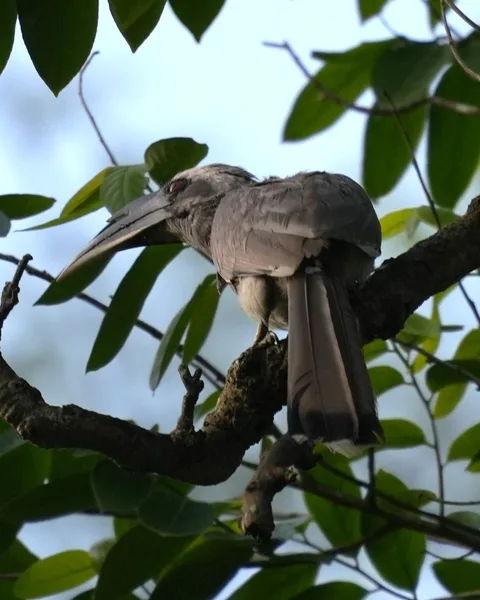 Wait patiently as this #bird slowly reveals itself to you. The Indian Gray #Hornbill. I don't know why some people find 