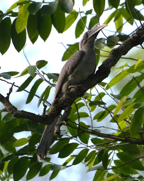 Wait patiently as this #bird slowly reveals itself to you. The Indian Gray #Hornbill. I don't know why some people find 