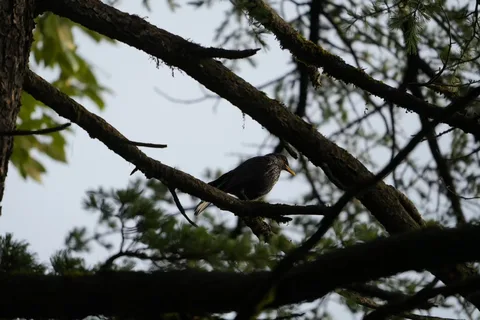 Portraits of #birds in their #natural #habitat in #Dhanaulti, just the way I found them, without any filters or cropping