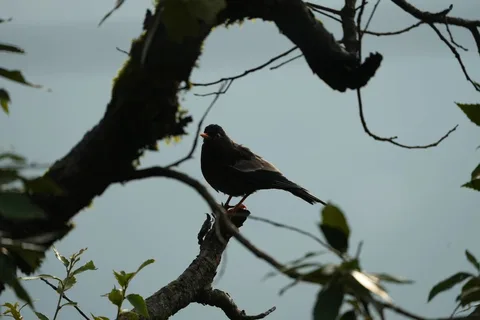 Portraits of #birds in their #natural #habitat in #Dhanaulti, just the way I found them, without any filters or cropping