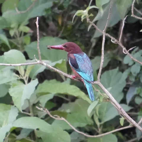 Good old White-throated #Kingfisher. Travel all the way to #Rishikesh but find the same old Kingfisher that I see in the