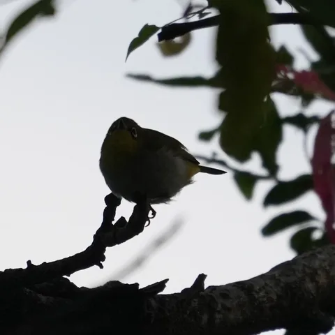 An Indian Yellow Tit performing an electrical inspection in the #evening light.

And an Indian White Eye observing the T