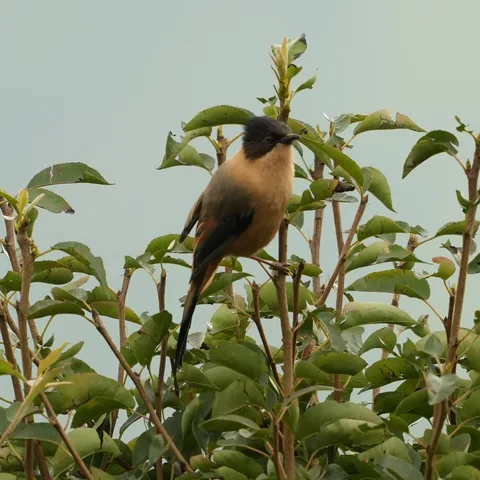 The Rufous Sibia, spotted this rainy morning in #Dhanolti. #Rufous means #बादीमी in #हिंदी। It is a #bird of the lower #