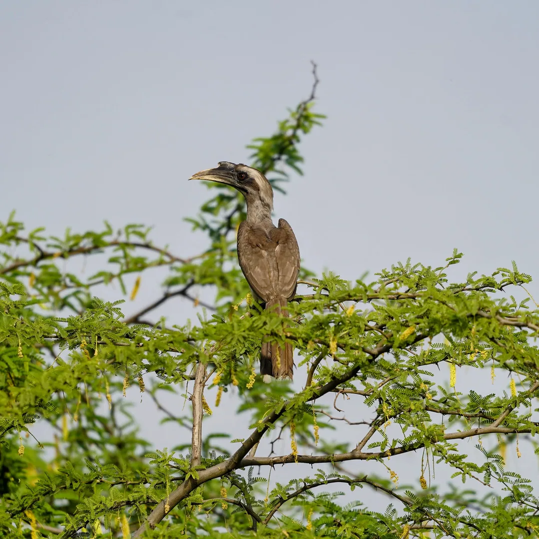 This morning, we visited the wetlands at Dhankot in Gurgaon. Lots and lots of different birds there.

Here is an Indian 