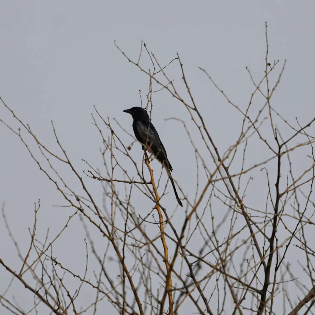 Black Drongo
