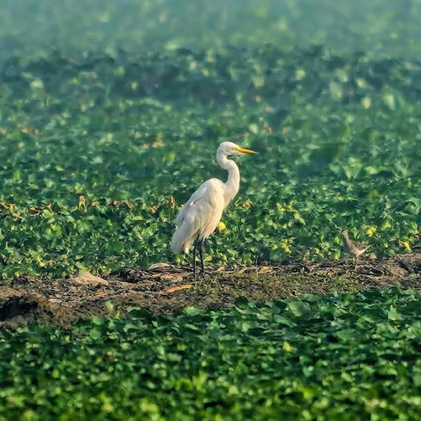 This is hopefully an Eastern Grey Egret.