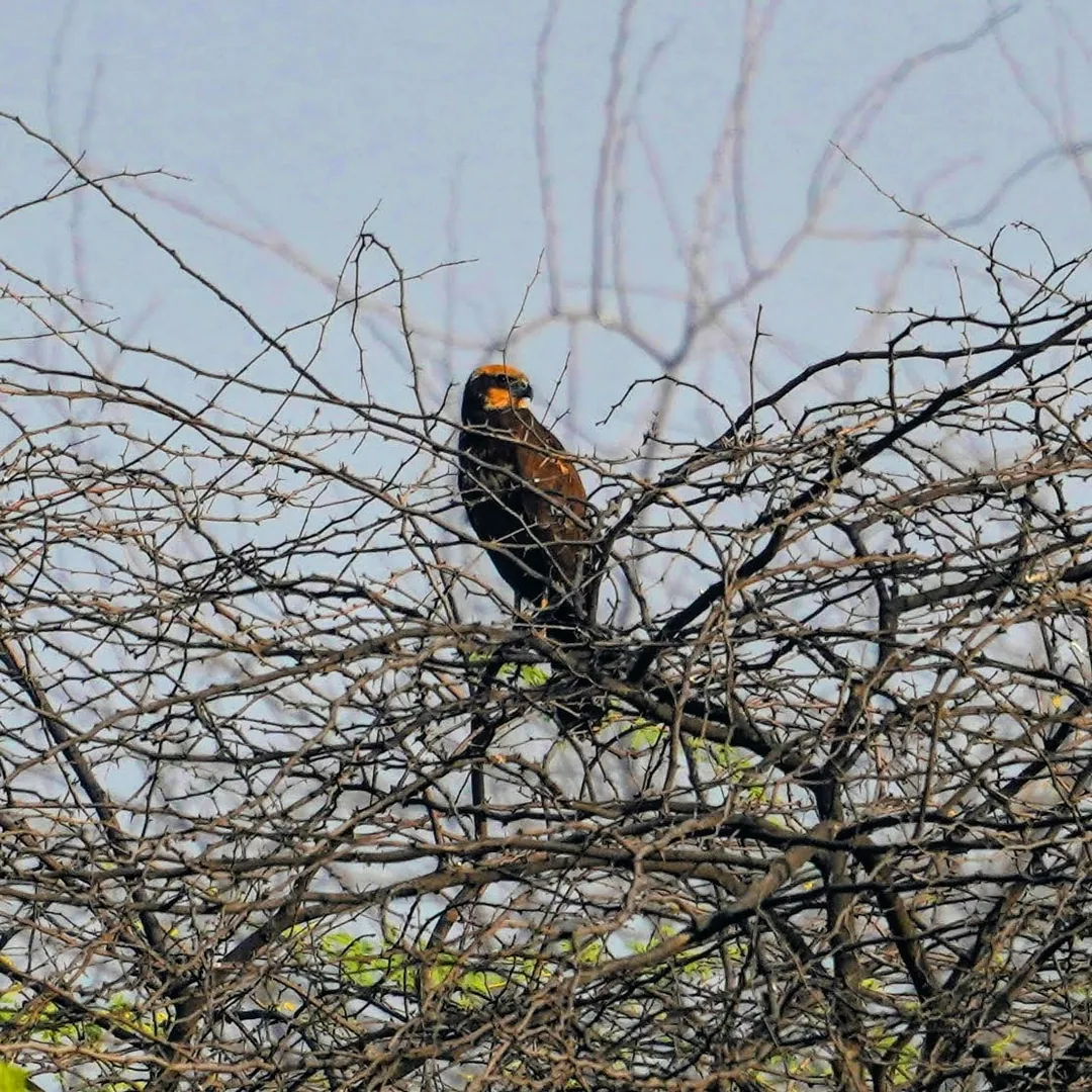 There were literally thousands of hawks, circling and watching over the entire wetland. One small mistake by a bird and 