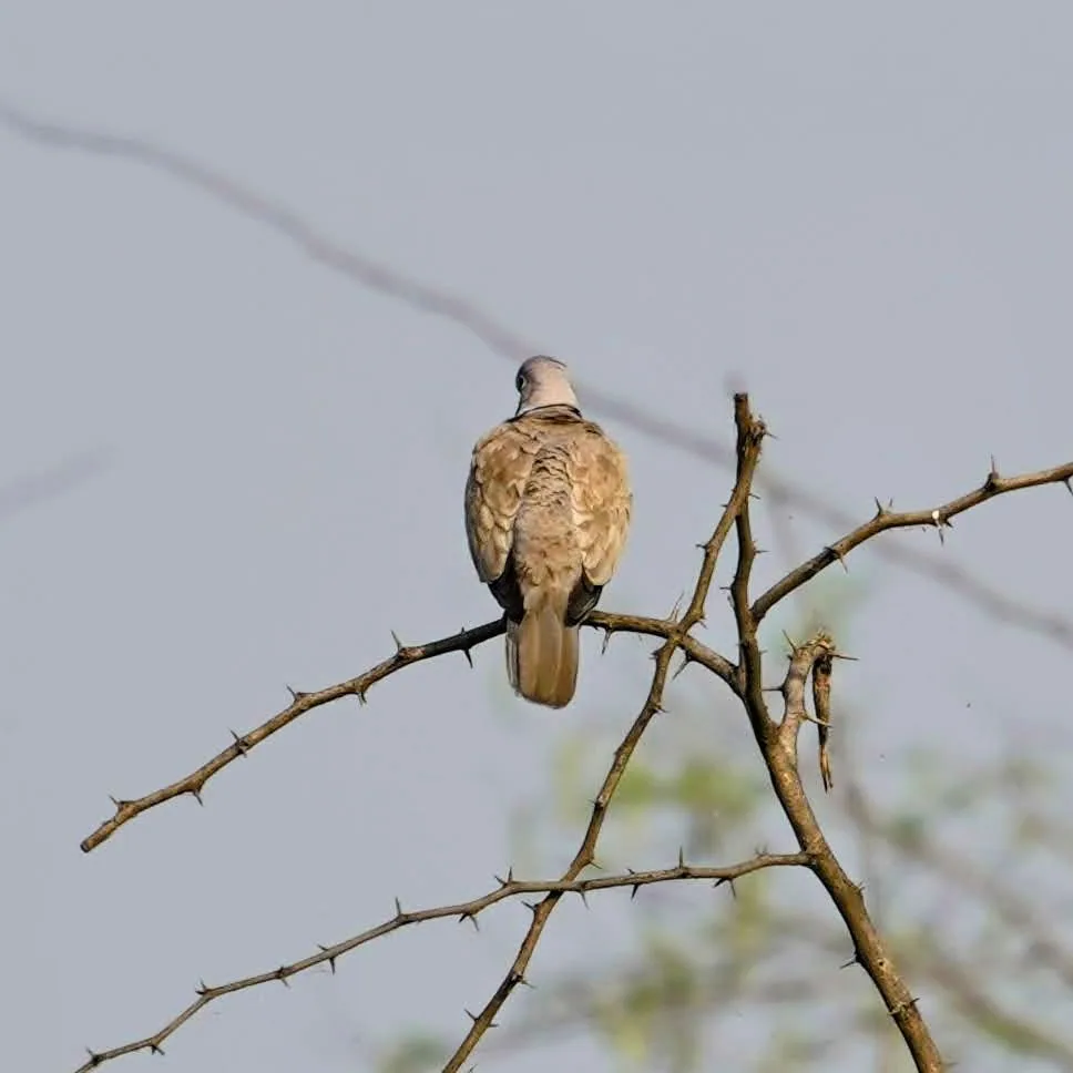 Some kind of dove here. Hawks and doves. Interesting, eh.