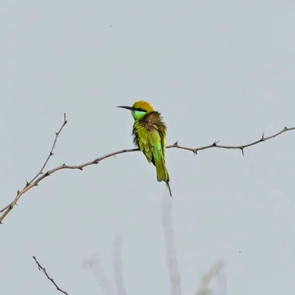 Our friends the Green Bee-Eaters were everywhere.
