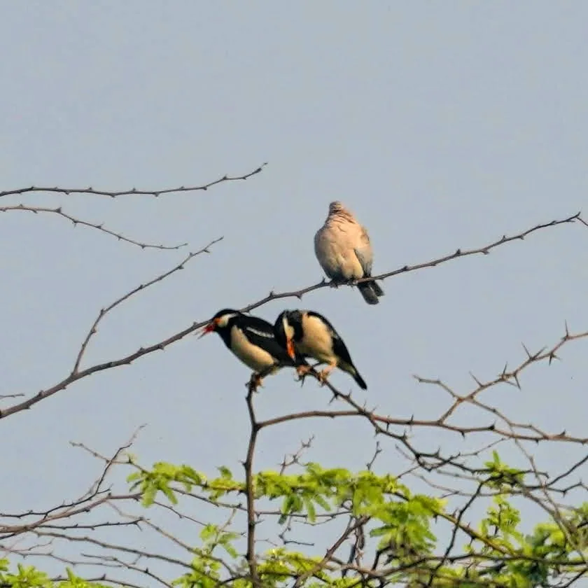 The Pied Mynah or Asian Pied Starling. à¤®à¥à¤¨à¤¾.