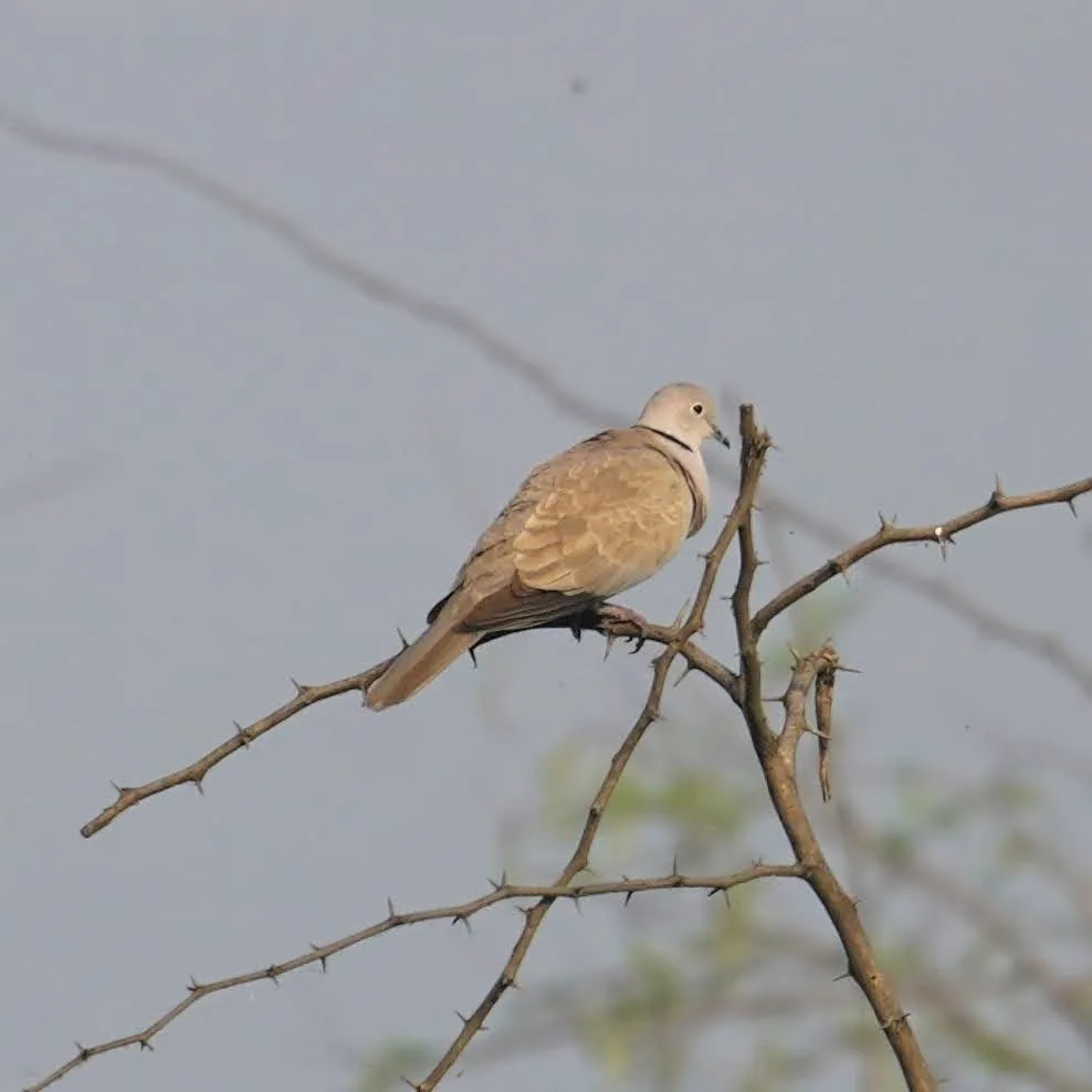 A Eurasian Collared Dove, à¤«à¤¼à¤¾à¤à¥à¤¤à¤¾