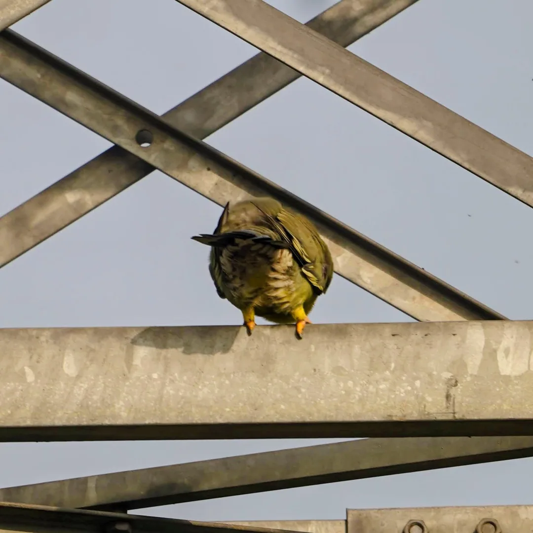 Yellow Footed Green Pigeon.

Yep, that is literally the name.

If the people who named birds named me, I'd be the Yeti F