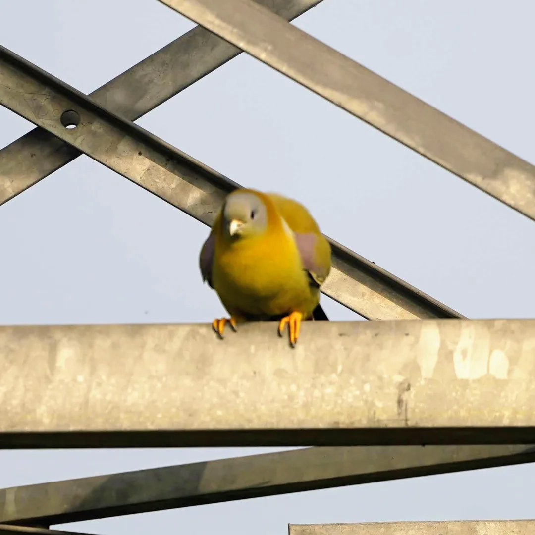 Yellow Footed Green Pigeon.

Yep, that is literally the name.

If the people who named birds named me, I'd be the Yeti F
